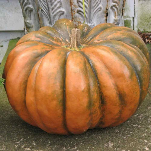 PUMPKIN MUSQUEE DE PROVENCE