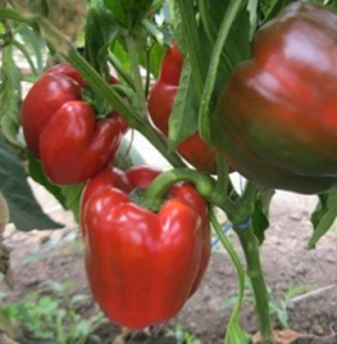 Sweet pepper Solmon
