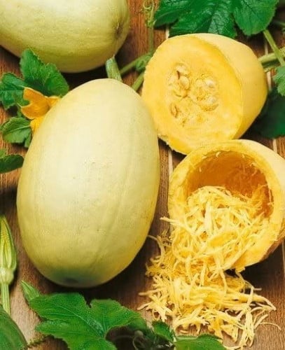 SPAGHETTI SQUASH VERMICELLI F1