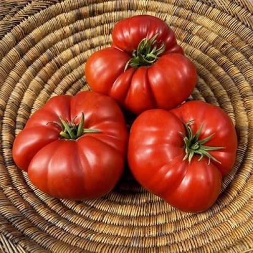 Tomato Chameleon