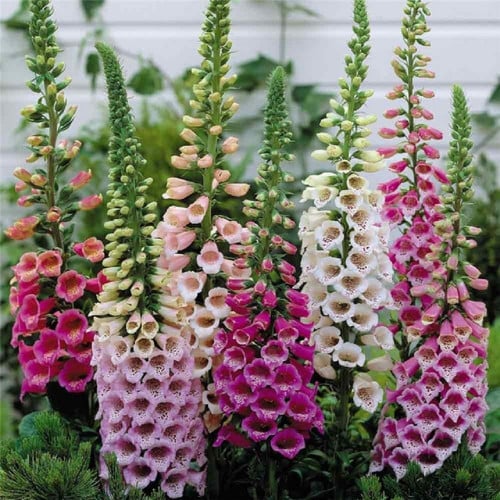 Foxglove Mix
