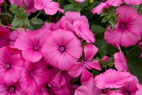 Lavatera Pink Mallow