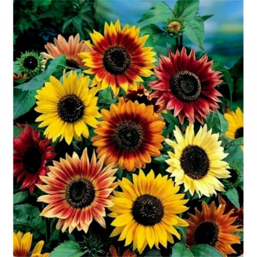 Sunflower Mix