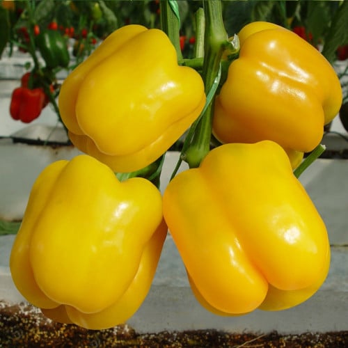 SWEET PEPPER JOCKER F1