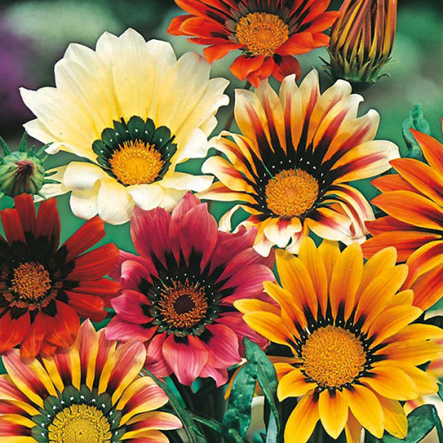 Gazania Sunshine Mixed