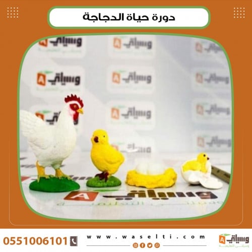 دورة حياة الدجاجة