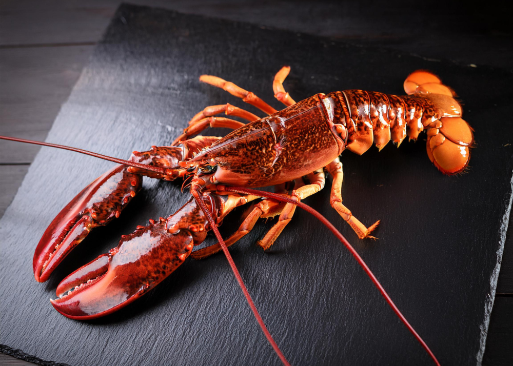 لوبستر(ستاكوزا) كندي - كامل