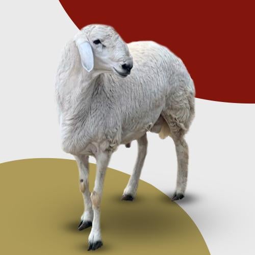 خروف حري