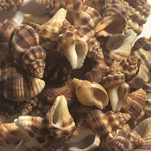 قواقع بحر صناعي للاعمال الفنيه والريزن