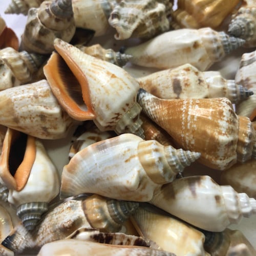 قواقع بحر صناعي