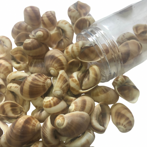 قواقع صناعيه للاعمال الفنيه