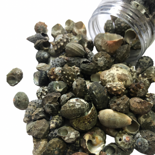 قواقع بحر حلزونيه صناعي لاعمال الريزن والفنيه