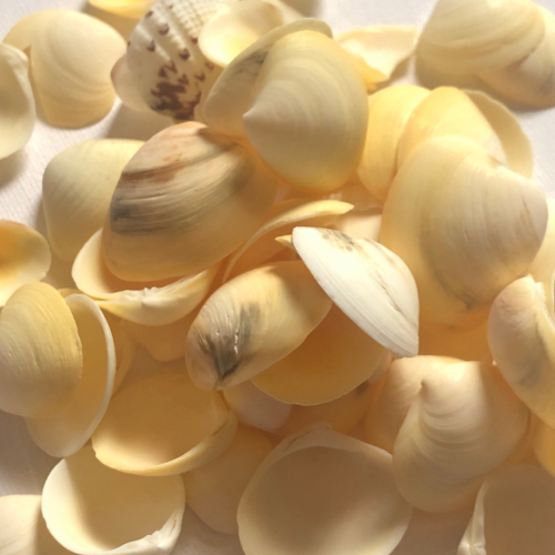 اصداف بحر صناعيه للاعمال الفنيه واعمال الريزن