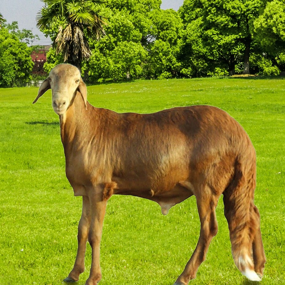 سواكني image