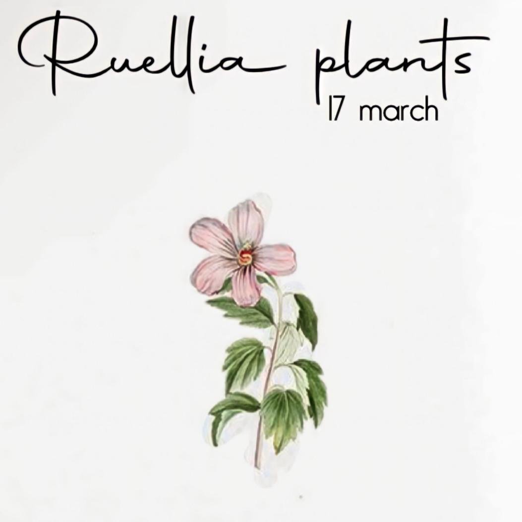 Ruellia plants