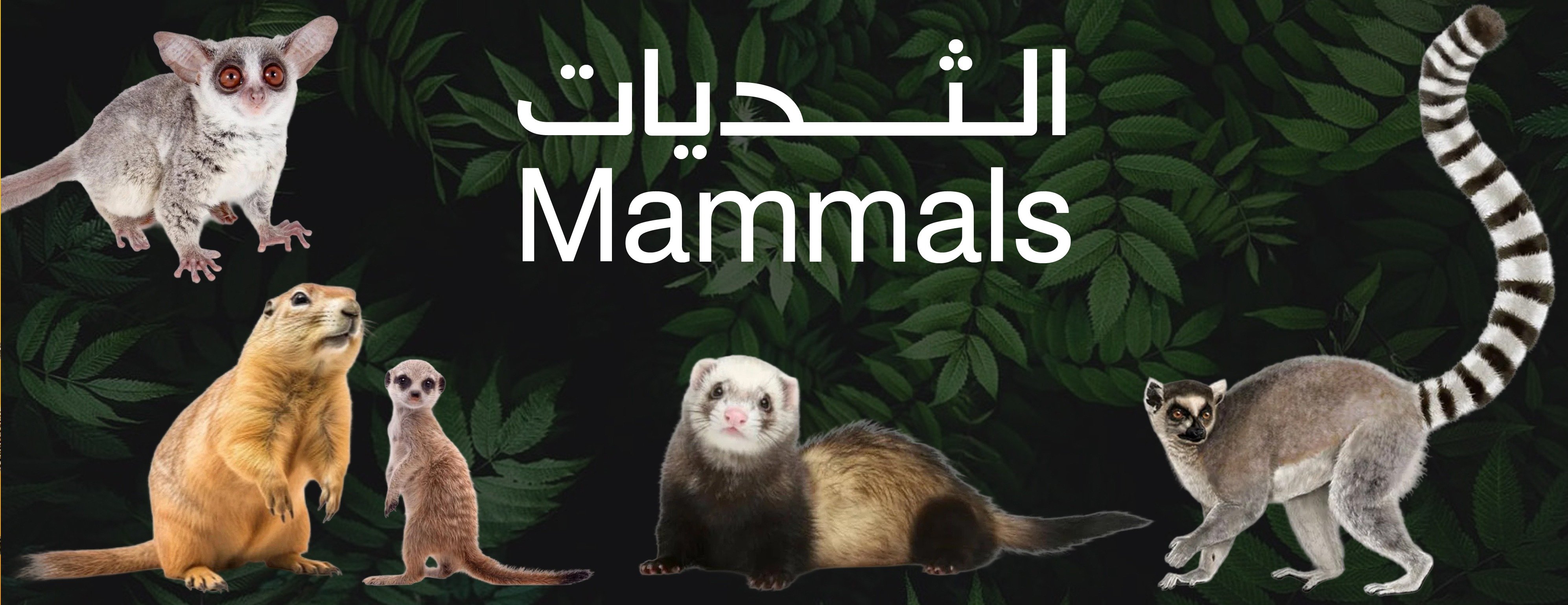 حيوانات الغابة image-slider-3