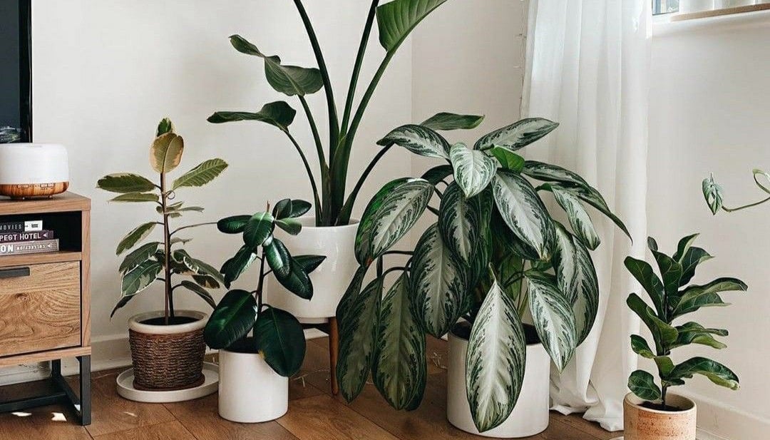 نباتات داخليه