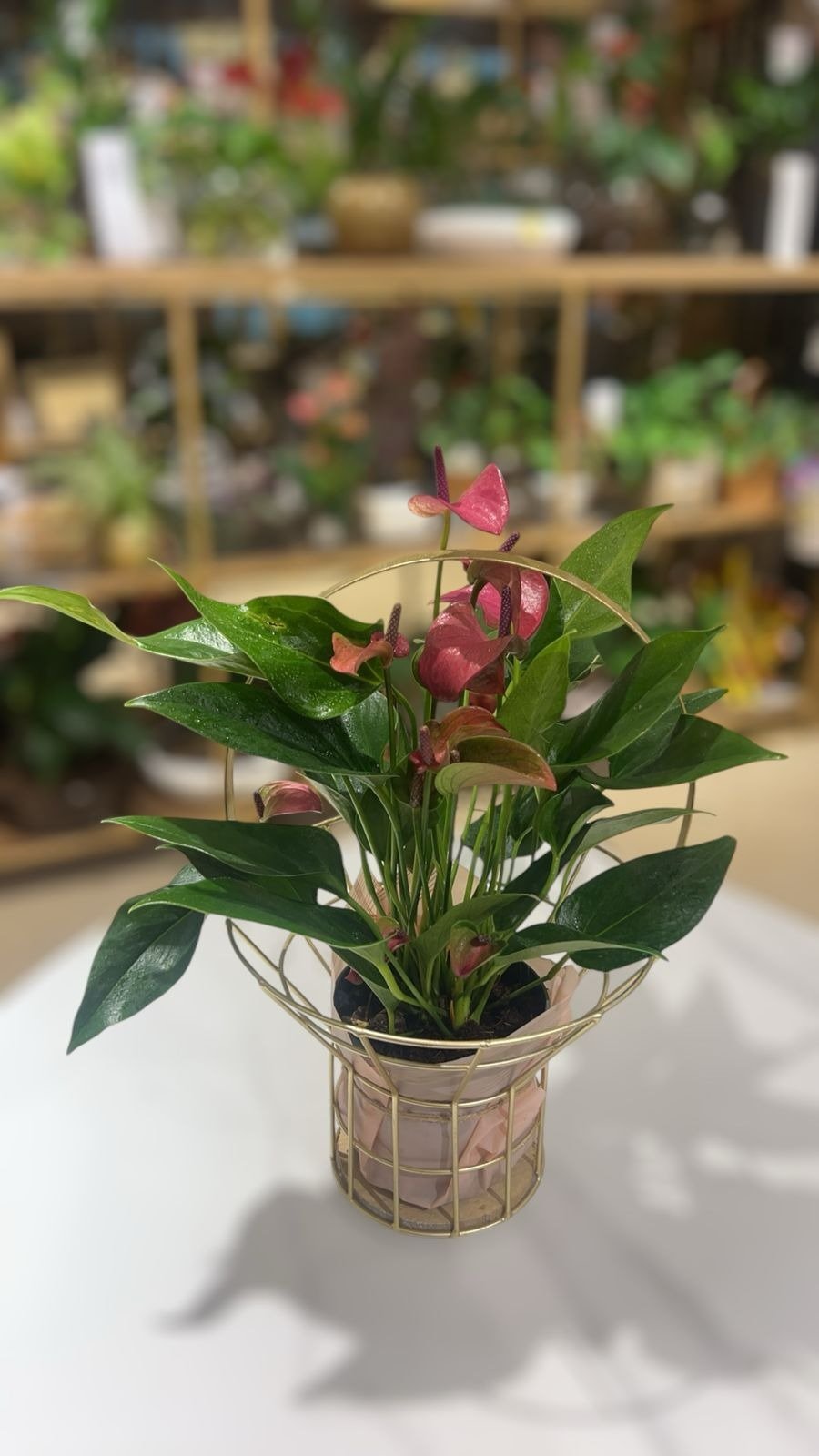 قلب الورد 🌹