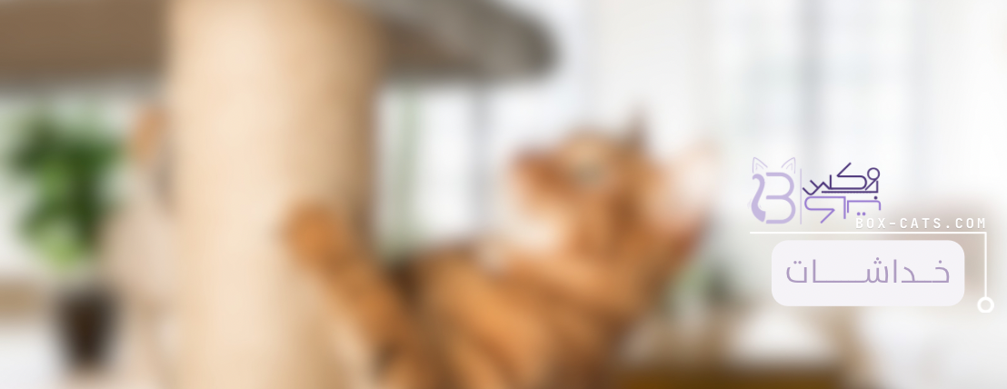 بوكس كات image-slider-1