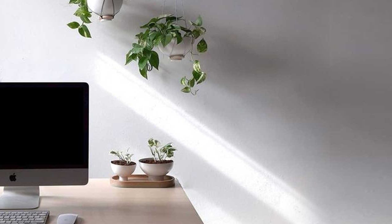 نباتات للمكتب