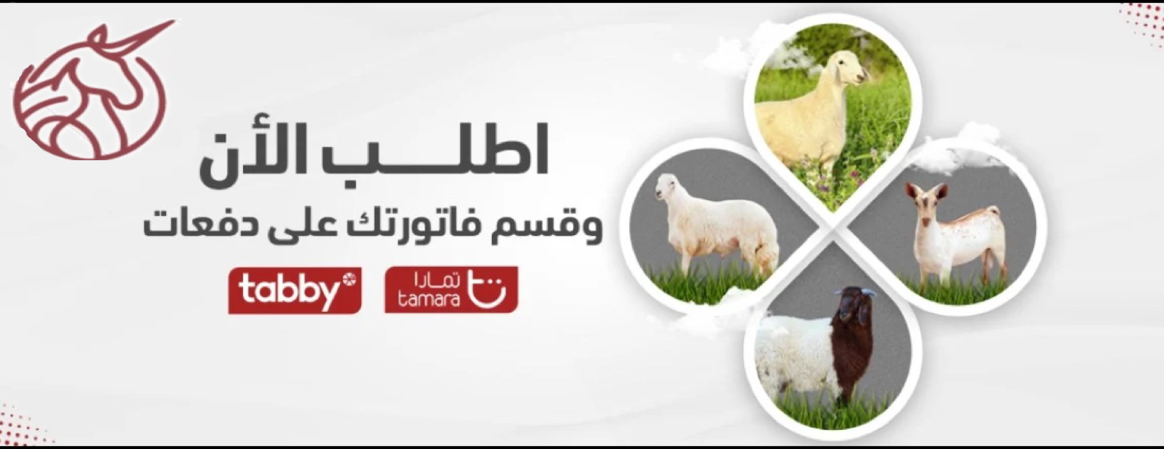 مواجيب image-slider-1