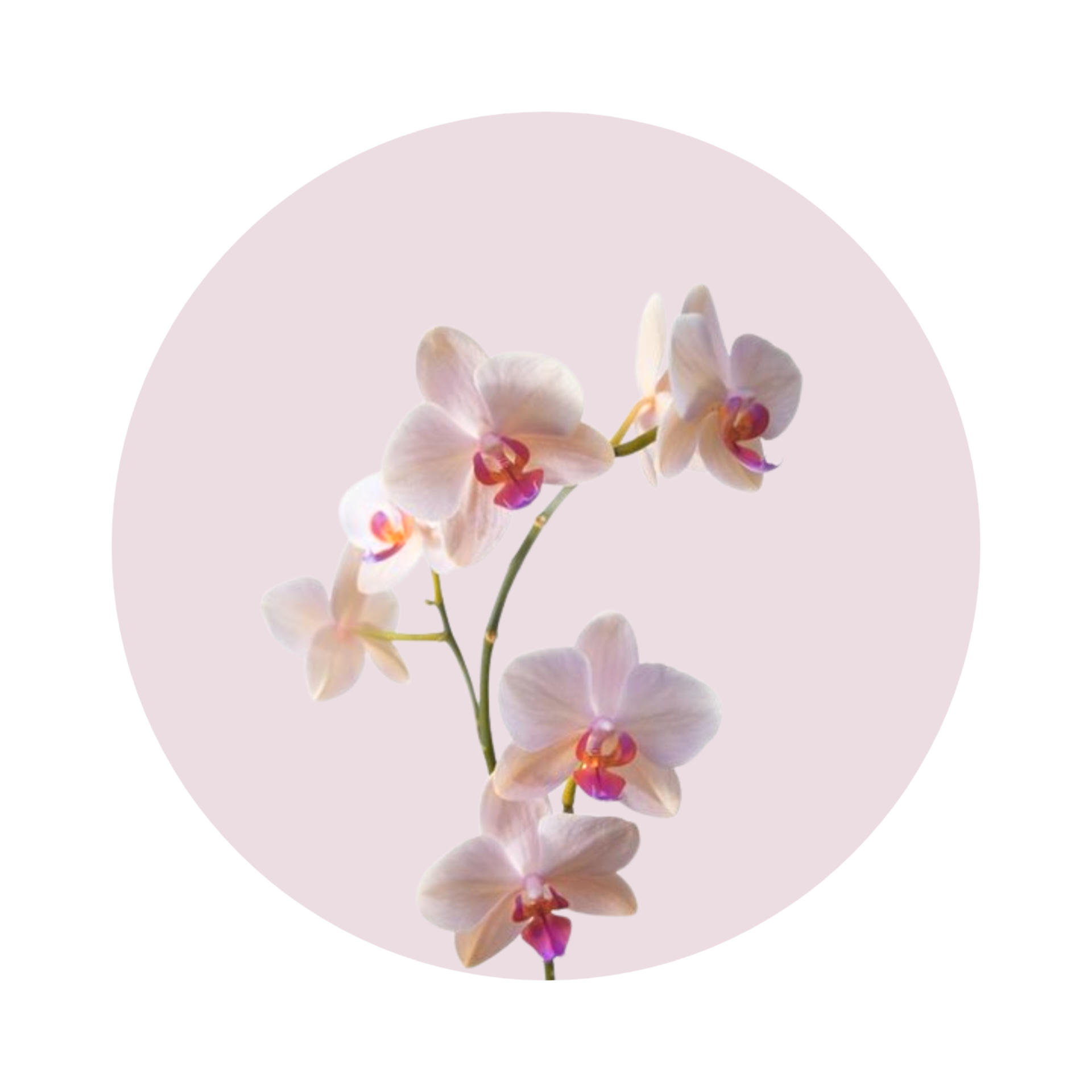 ورد الأروكيد