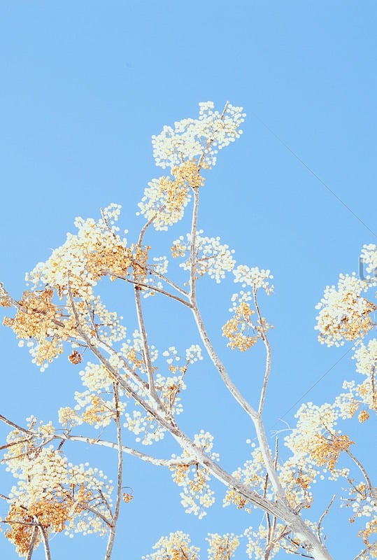 ندى الحسيني