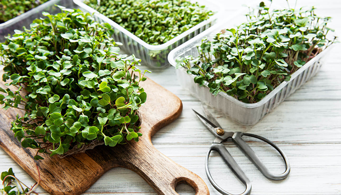 استنبات و مايكروجرينز