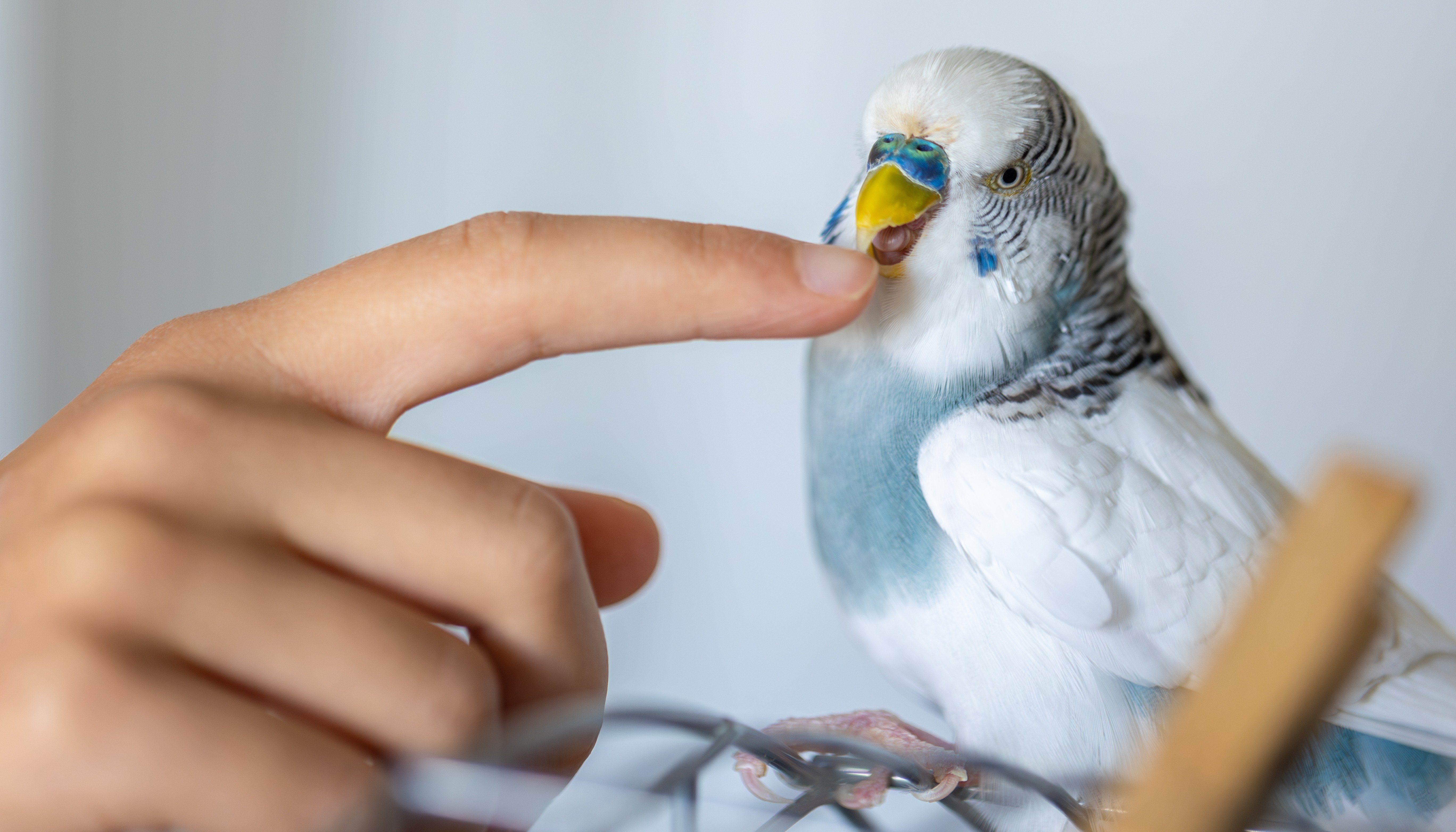 العناية بالطيور