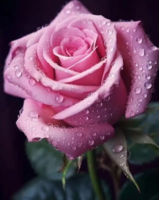 دلال العنزي