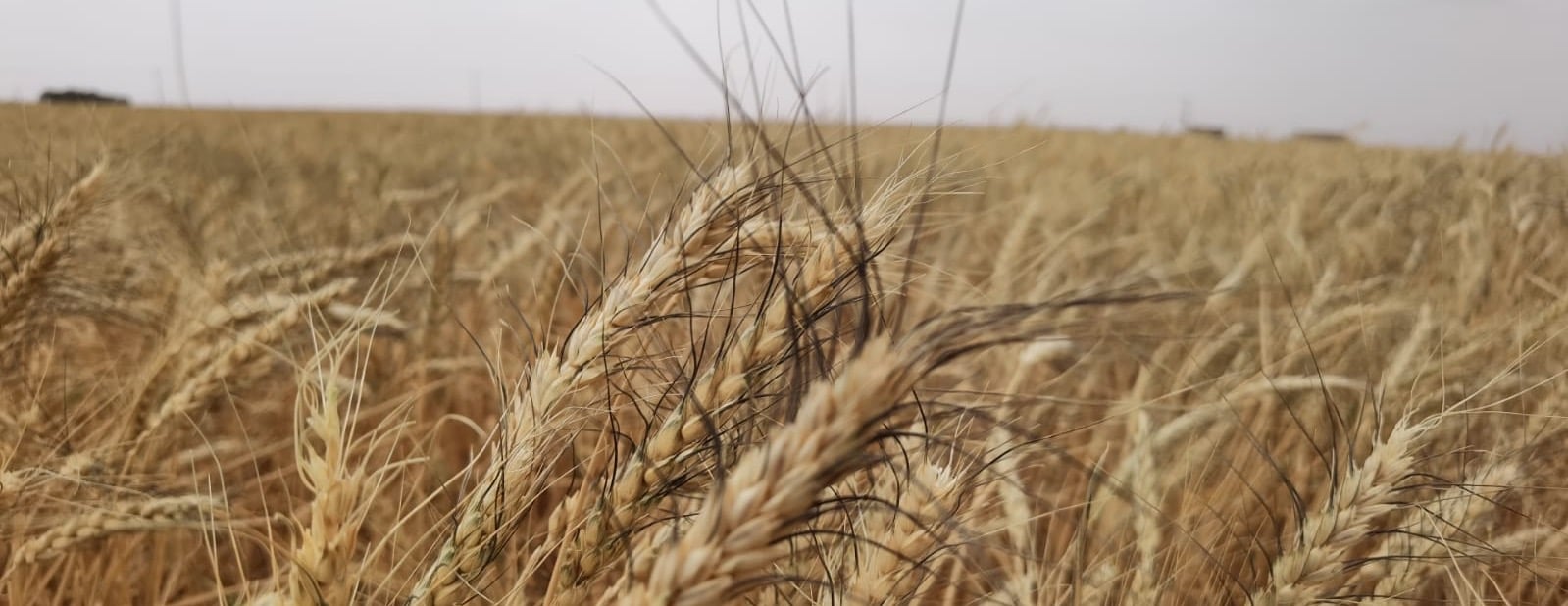 حَب الحصيد image-slider-1