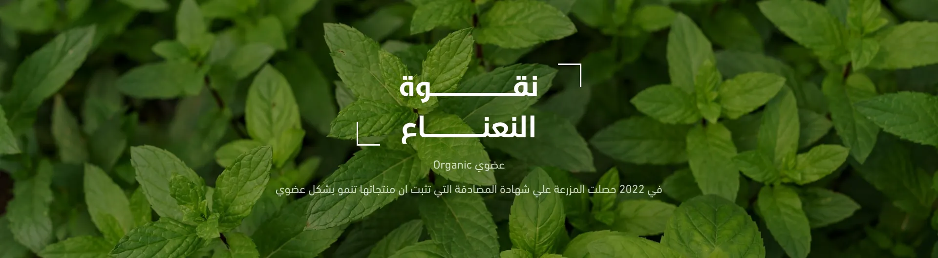 نقوة النعناع image-slider-1