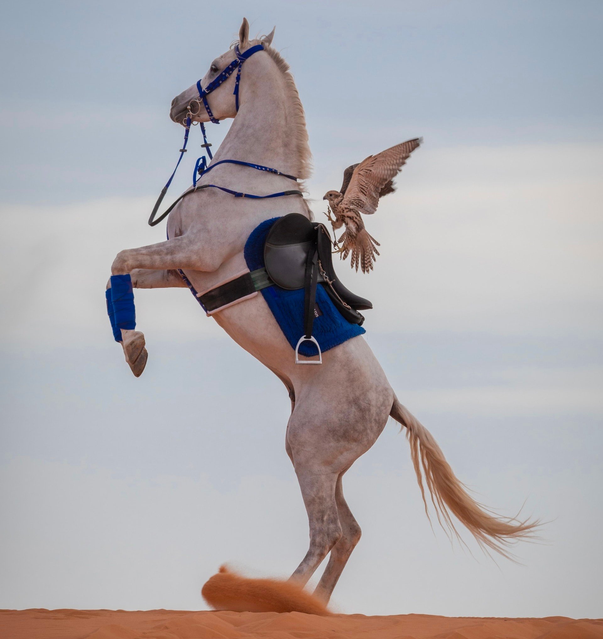 عبدالعزيز اليامي