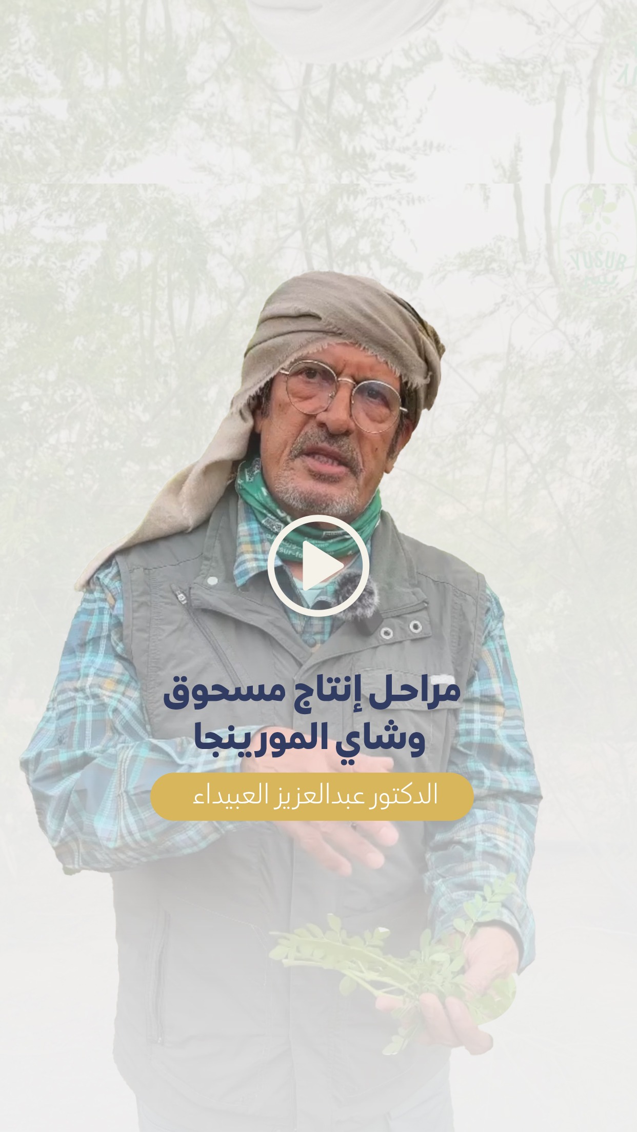 مراحل إنتاج مسحوق و شاي المورينجا