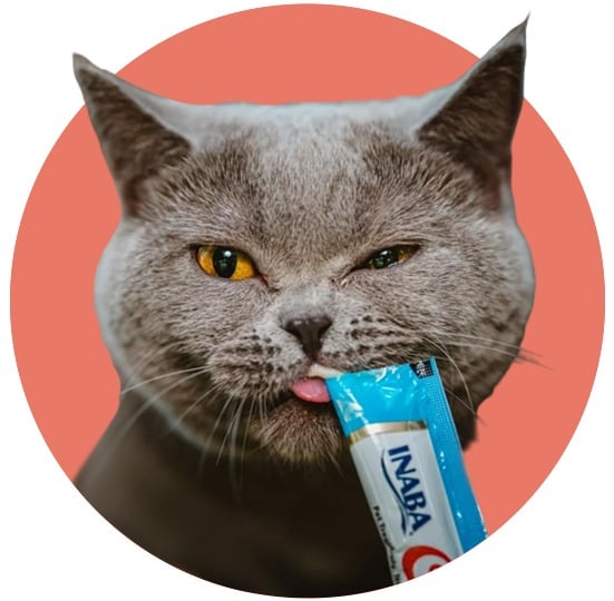 مكافآت للقطط