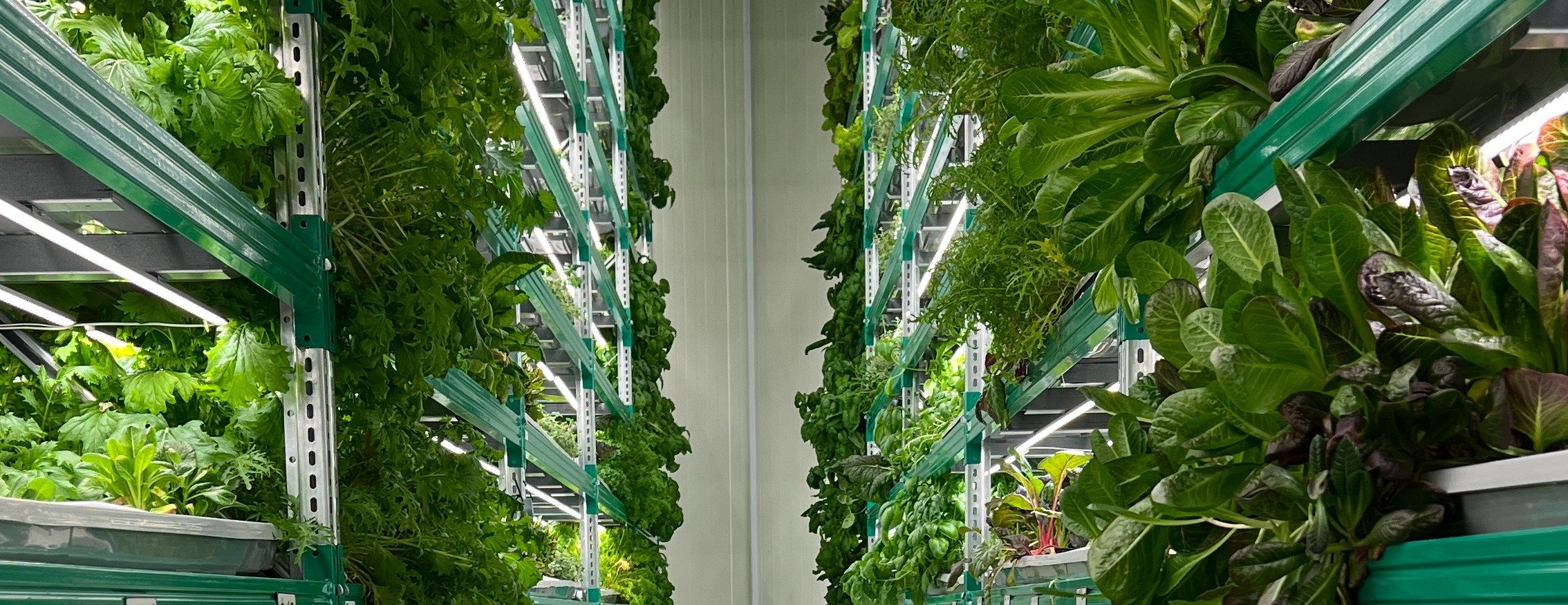 The Green Agricultural Basket Company image-slider-0