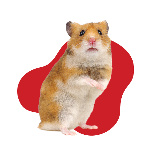 هامستر وارانب