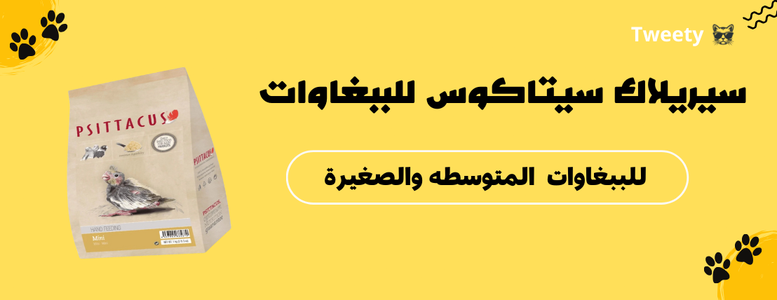 Tweety image-slider-4