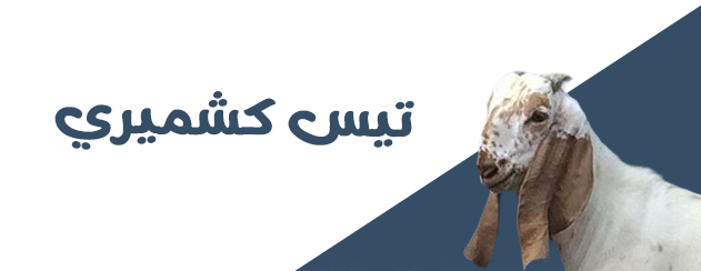 بوصلة اللحوم image-slider-2