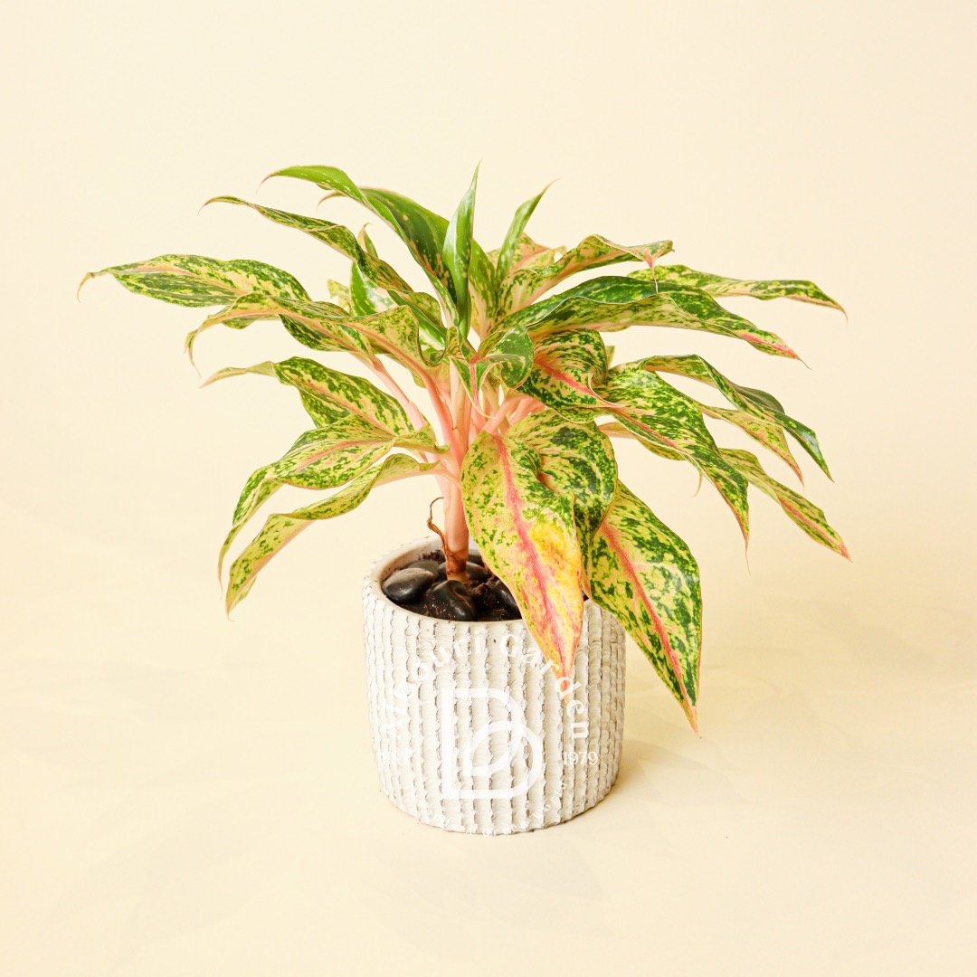 الهدايا والتغليف