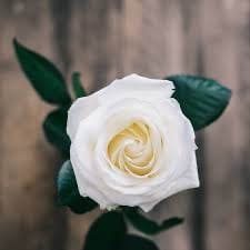 نورهه الصالح