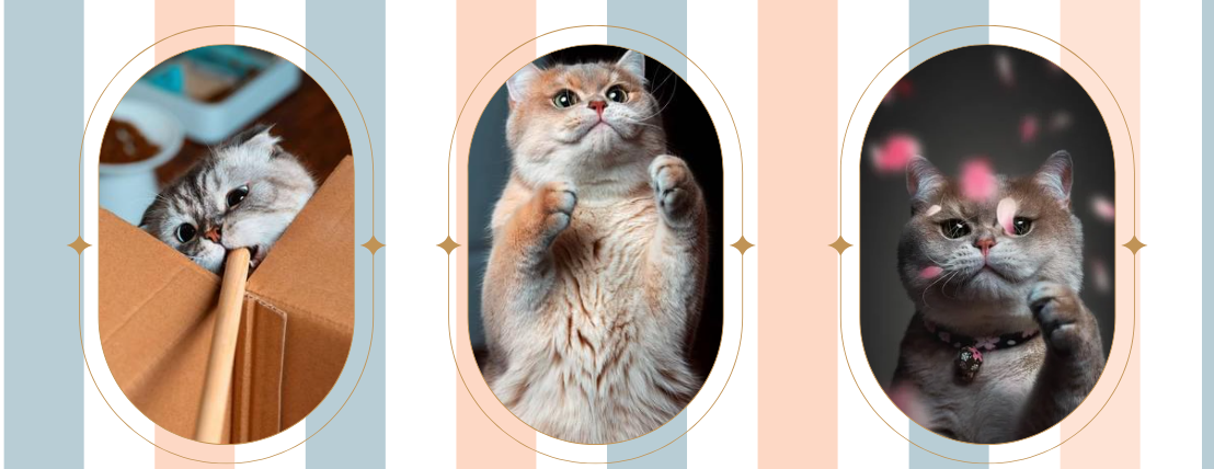 Cats Spa image-slider-0