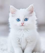 ساره الحربي