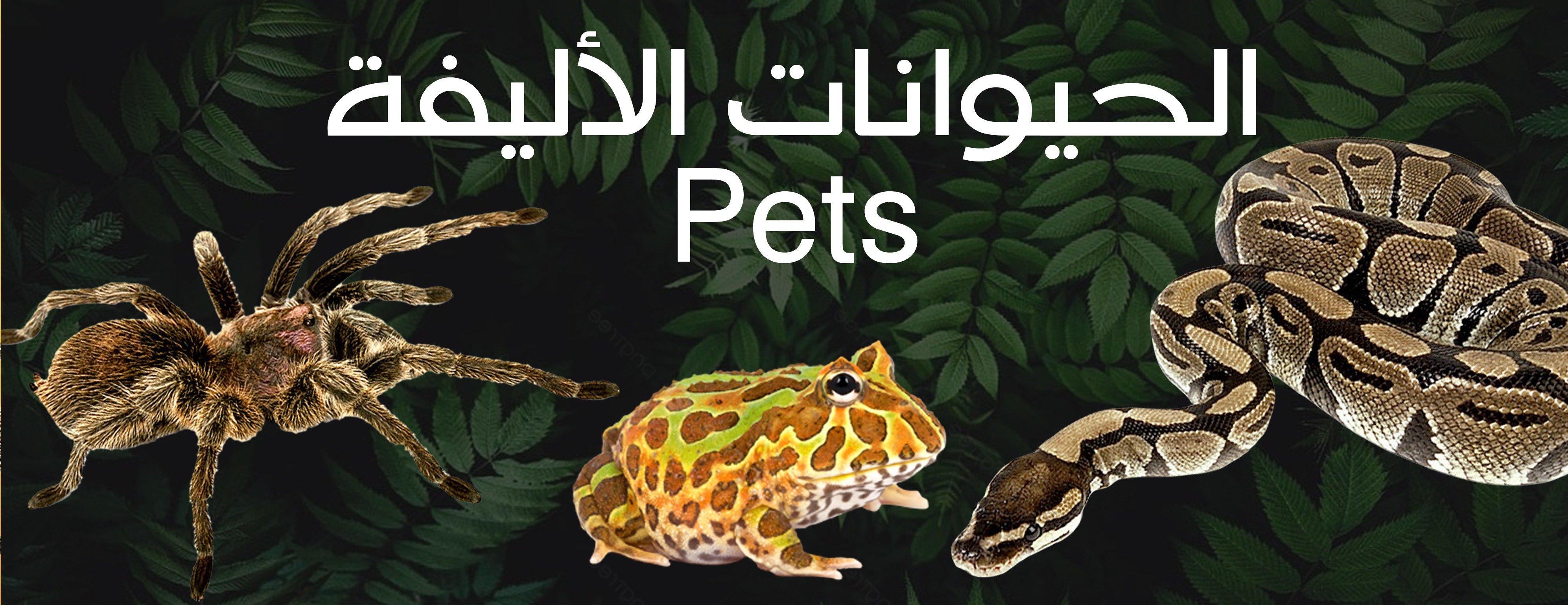 حيوانات الغابة image-slider-0