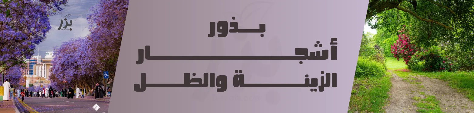 بذور أشجار الزينة والظل