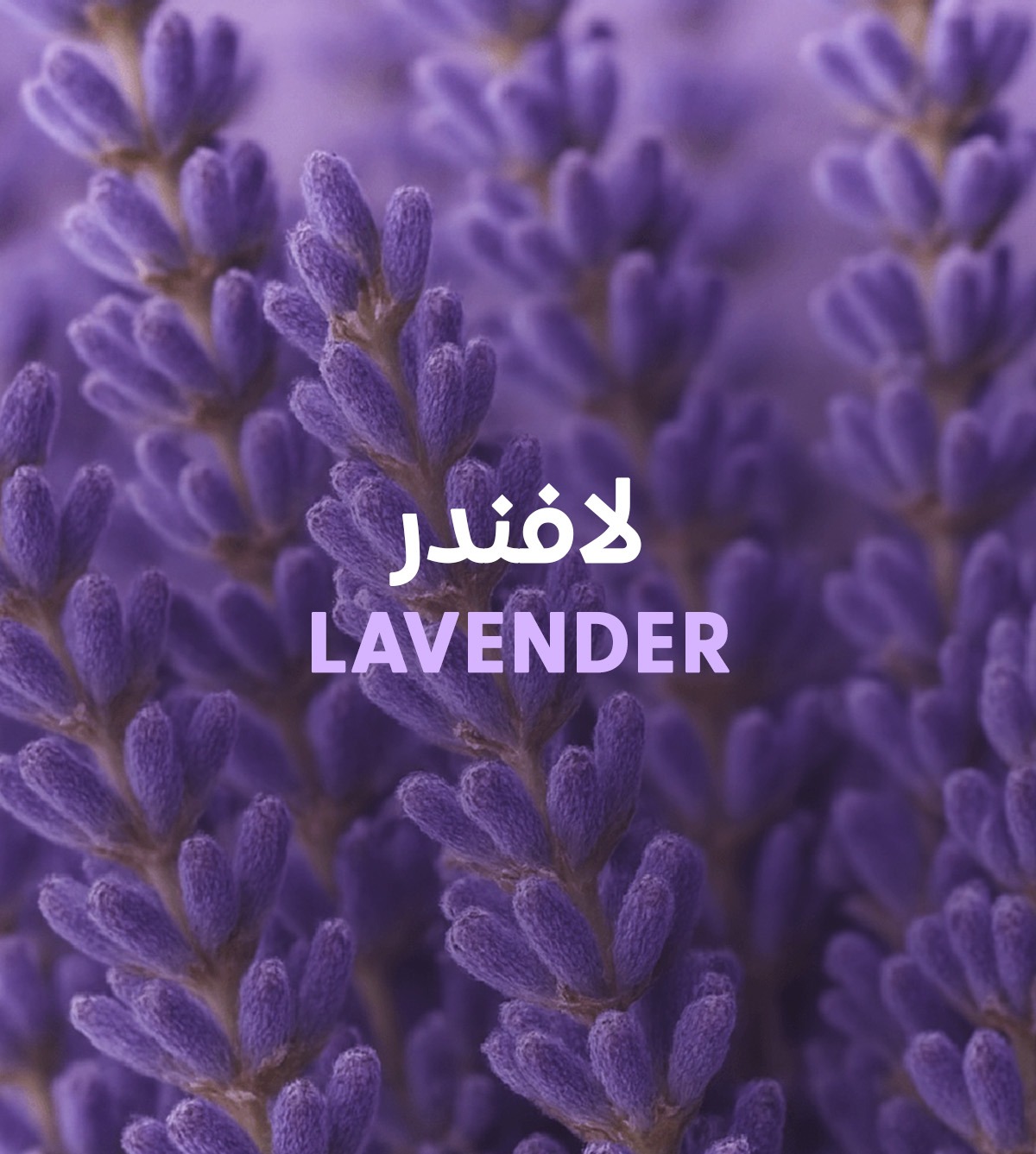 منتجات اللافندر