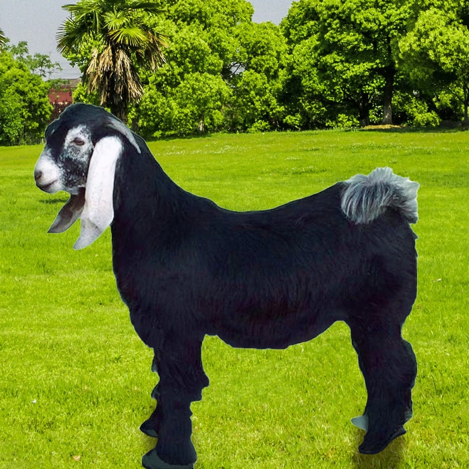 تيس بلدي image