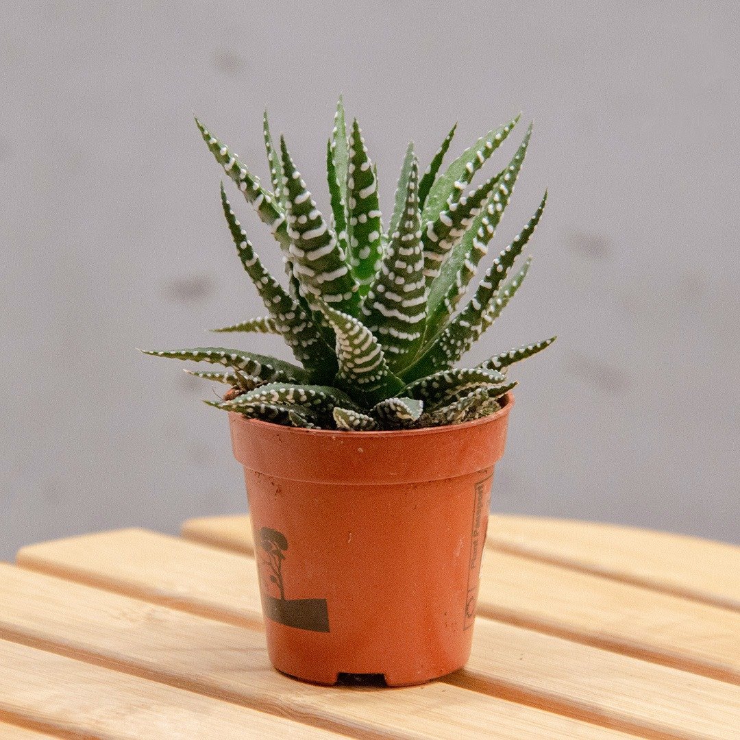 نباتات داخلية