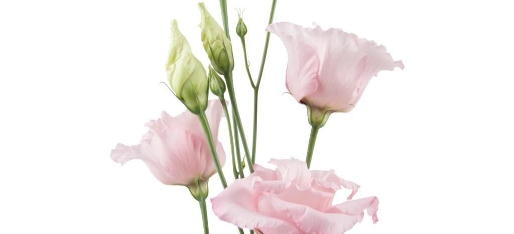 تنسيقة   Tansikah