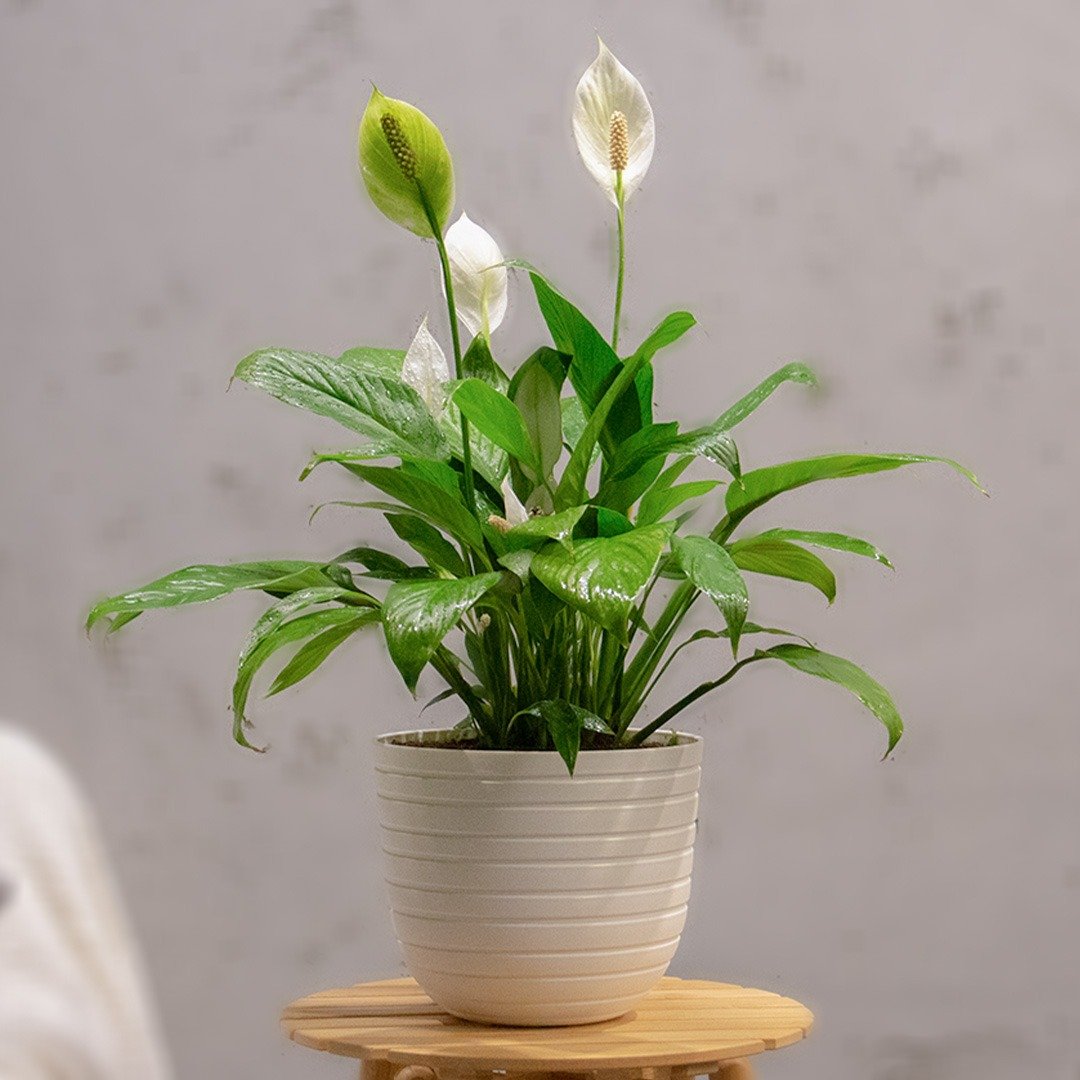 نباتات جاهزة